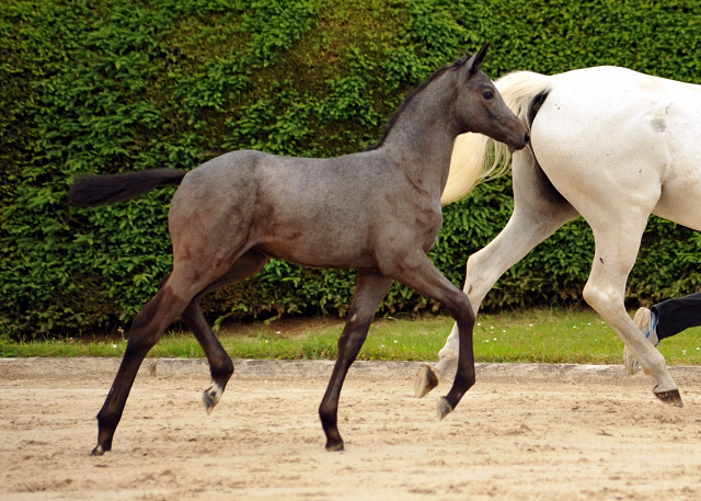 Trakehner Stutfohlen von Saint Cyr u.d. PrSt. Itanga v. Angard - Helianthus - Foto: Beate Langels