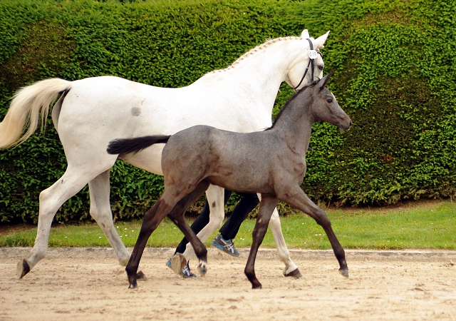 Trakehner Stutfohlen von Saint Cyr u.d. PrSt. Itanga v. Angard - Helianthus - Foto: Beate Langels