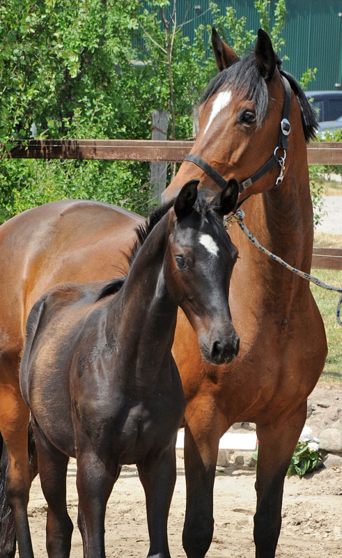 Filly by Follow Him out of Pr.u.StPrSt. Katniss Everdeen by Saint Cyr - Foto: Langels - Trakehner Gestt Hmelschenburg