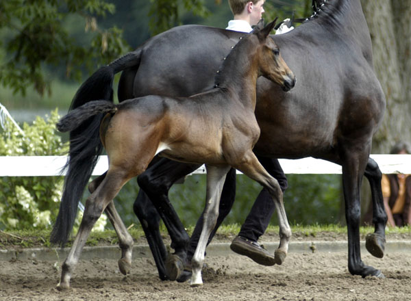 Stutfohlen von Showmaster u.d. Pr.St. Sacre du Printemps v. Freudenfest, Foto: Beate Langels Gestt Hmelschenburg