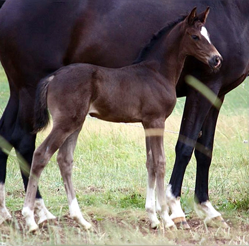 3 Wochen alt: Stutfohlen MA CYR von Saint Cyr u.d. Ma Baronesse v. C'est Bon - Foto: Willi Feltes - Gestt Hmelschenburg