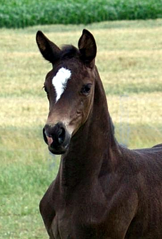 3 Wochen alt: Stutfohlen MA CYR von Saint Cyr u.d. Ma Baronesse v. C'est Bon - Foto: W. Feltes - Gestt Hmelschenburg