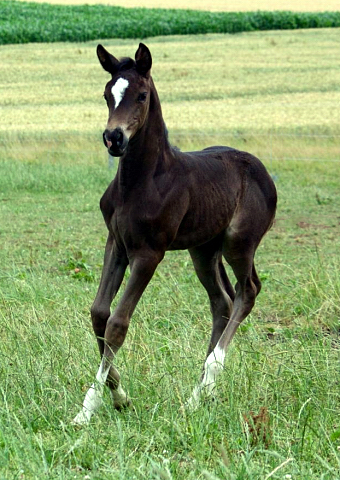 3 Wochen alt: Stutfohlen MA CYR von Saint Cyr u.d. Ma Baronesse v. C'est Bon - Foto: W. Feltes - Gestt Hmelschenburg