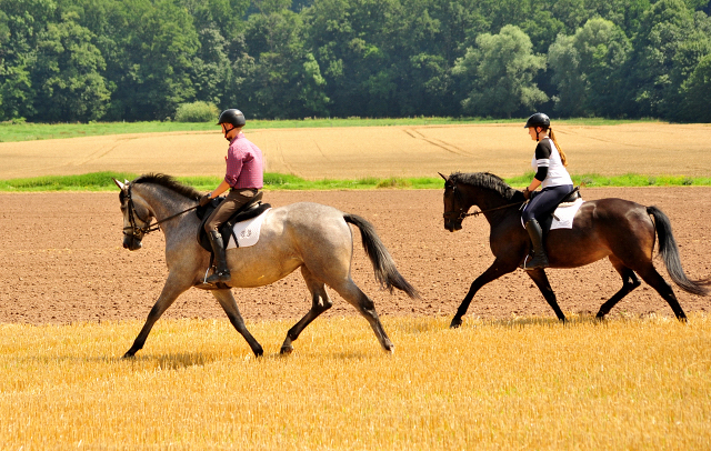 Trakehner Stute von Freudenfest u.d. Elitestute Gloriette v. Kostolany, Foto: Beate Langels