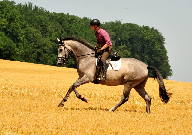 Trakehner Stute Tea Cup von Exclusiv u.d. Teatime v. Summertime - Foto: Beate Langels - Trakehner Gestt Hmelschenburg