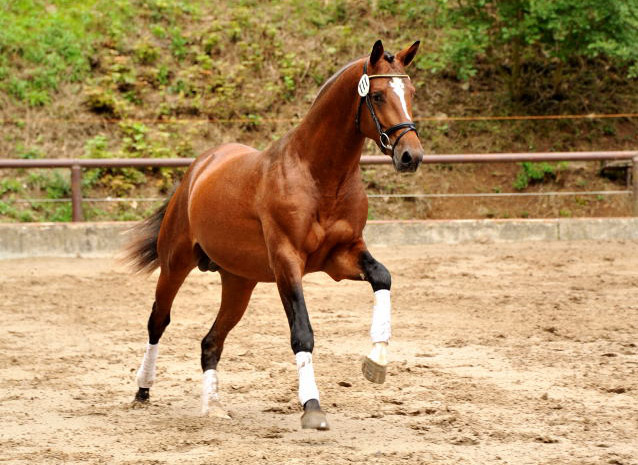 im August 2013 - Trakehner Gest t H melschenburg