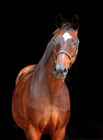 Trakehner Elitestute Hanna v. Summertime - Matador - Foto: Beate Langels