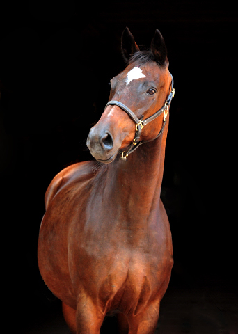 Trakehner Elitestute Hanna v. Summertime - Matador - Foto: Beate Langels