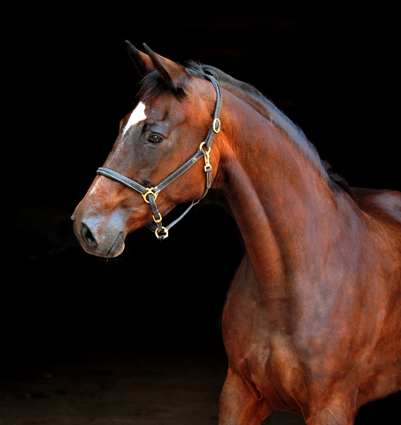 Trakehner Elitestute Hanna v. Summertime - Matador - Foto: Beate Langels