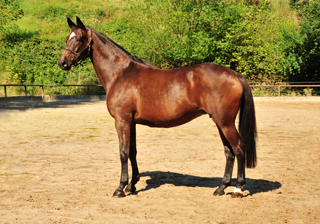 Trakehner Elitestute Hanna v. Summertime - Matador - Foto: Beate Langels