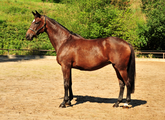 Trakehner Elitestute Hanna v. Summertime - Matador - Foto: Beate Langels