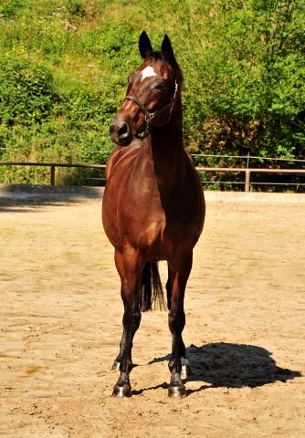 Trakehner Elitestute Hanna v. Summertime - Matador - Foto: Beate Langels