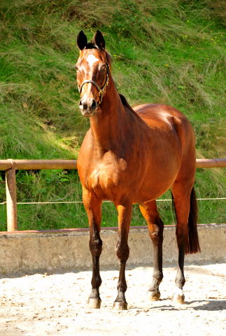 Trakehner Elitestute Hanna v. Summertime - Matador - Foto: Beate Langels