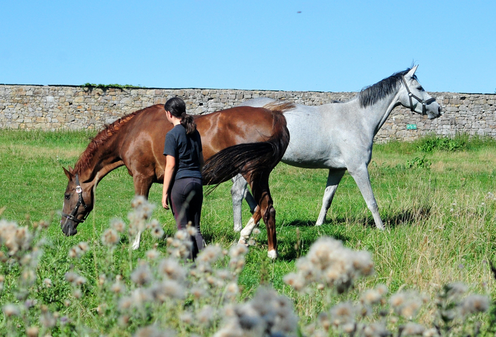 Impressionen - August 2025 - Trakehner Gestt Hmelschenburg  - Foto: Beate Langels