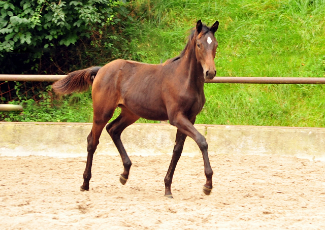 Valentine v. High Motion x Showmaster - Gestt Hmelschenburg - 19. September 2016 - copyright by Beate Langels