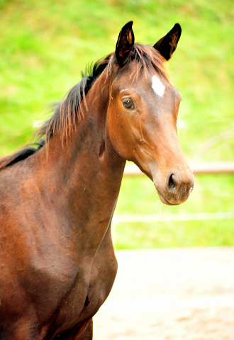 Valentine v. High Motion x Showmaster - Gestt Hmelschenburg - 19. September 2016 - copyright by Beate Langels