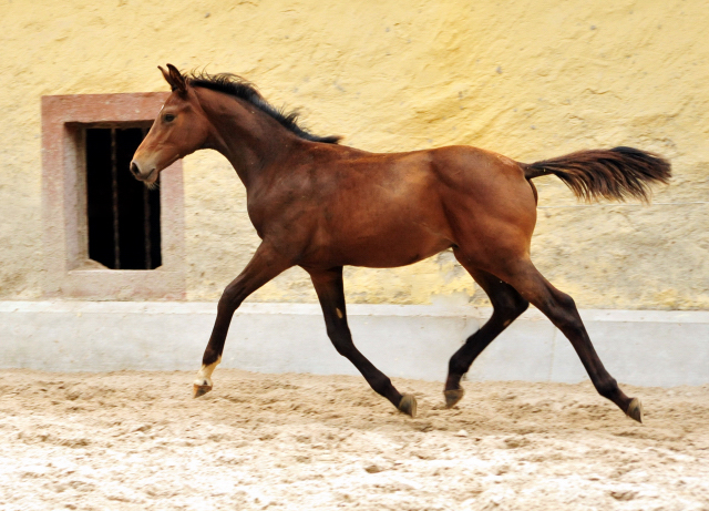 Hengstfohlen v. High Motion x Imperio - Gestt Hmelschenburg - 19. September 2016 - copyright by Beate Langels