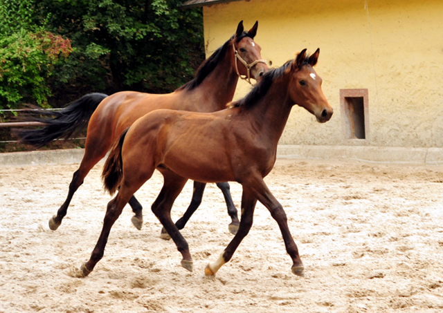 Hengstfohlen v. High Motion x Imperio - Gestt Hmelschenburg - 19. September 2016 - copyright by Beate Langels