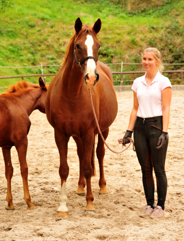 Klassic von Freudenfest - Gestt Hmelschenburg - 19. September 2016 - copyright by Beate Langels