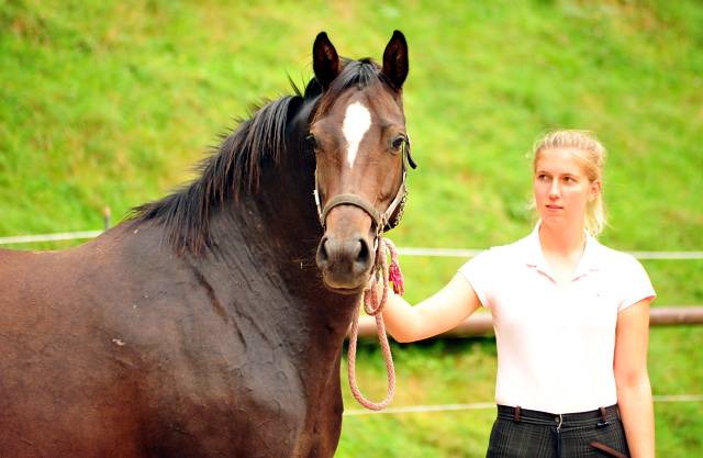 Stutfohlen von De Niro u.d. Schwalbendiva v. Totilas - Gestt Hmelschenburg - 19. September 2016 - copyright by Beate Langels