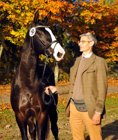 Greenwich Park - 2jhriger Hengst von Saint Cyr x Alter Fritz x Kostolany - Foto: Beate Langels - Trakehner Gestt Hmelschenburg