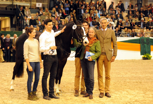 Greenwich Park - 2jhriger Hengst von Saint Cyr x Alter Fritz x Kostolany - Foto: Beate Langels - Trakehner Gestt Hmelschenburg