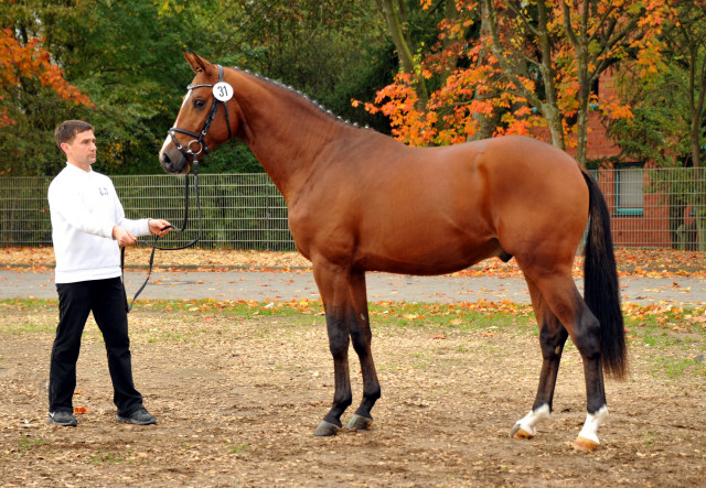 Trakehner Hengst HIGH MOTION von Saint Cyr u.d. Hanna v. Summertime  - Foto: Beate Langels, Trakehner Gestt Hmelschenburg