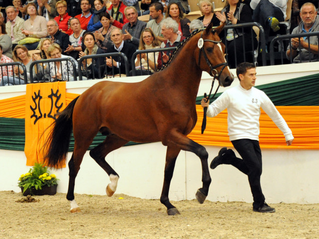 Trakehner Hengst HIGH MOTION von Saint Cyr u.d. Hanna v. Summertime  - Foto: Beate Langels, Trakehner Gestt Hmelschenburg