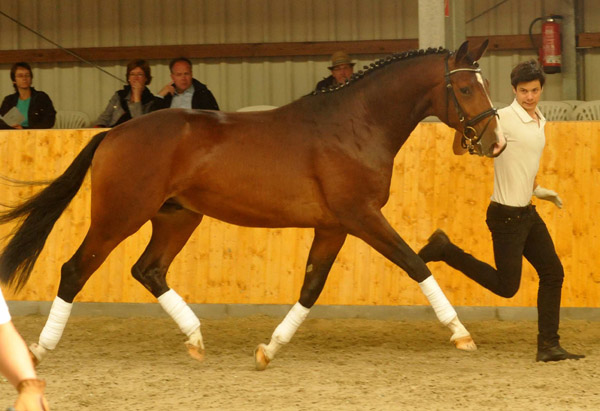   - Trakehner Gestt Hmelschenburg