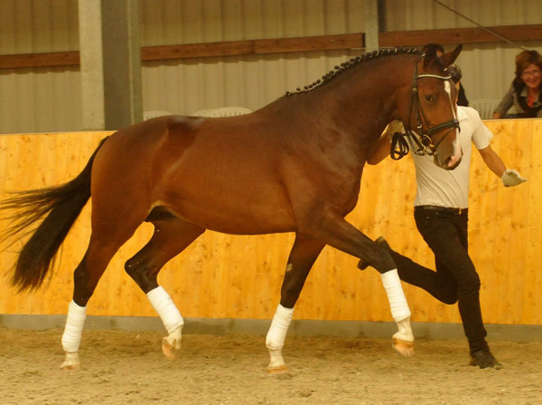   - Trakehner Gestt Hmelschenburg