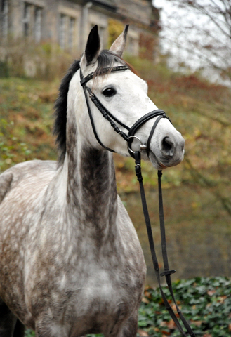 TEATIME von Summertime - Foto: Beate Langels - Trakehner Gestt Hmelschenburg