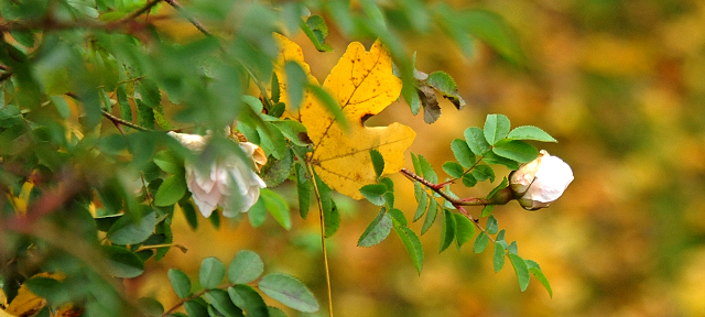 Herbstfoto - Foto: Beate Langels - Trakehner Gestüt Hämelschenburg