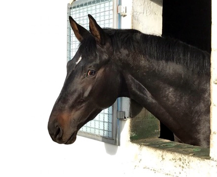 2jhriger Hengst Under and Over von Saint Cyr u.d. Pr.St. Under the moon v. Easy Game - Foto: Beate Langels - Trakehner Gestt Hmelschenburg