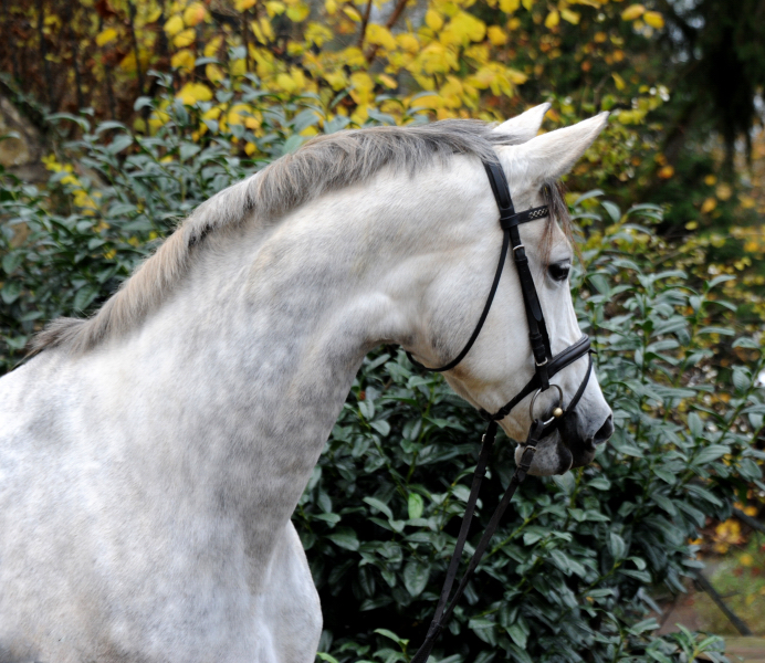 Pr.A. TeaCup v. Exclusiv x Summertime - 19. November 2021 in Hmelschenburg  - Foto: Beate Langels - Trakehner Gestt Hmelschenburg