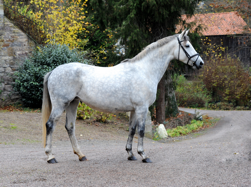 Pr.A. TeaCup v. Exclusiv x Summertime - 19. November 2021 in Hmelschenburg  - Foto: Beate Langels - Trakehner Gestt Hmelschenburg