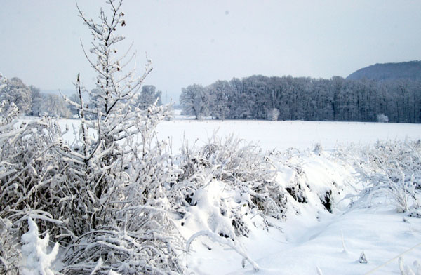 Ein Winterspaziergang am 4. Advent im Trakehner Gestt Hmelschenburg, Foto: Beate Langels