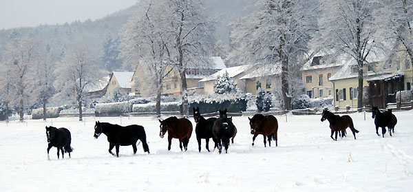 Ein Winterspaziergang am 4. Advent im Trakehner Gestt Hmelschenburg, Foto: Beate Langels