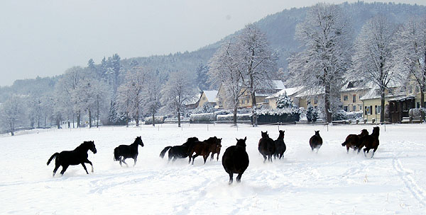 Ein Winterspaziergang am 4. Advent im Trakehner Gestt Hmelschenburg, Foto: Beate Langels