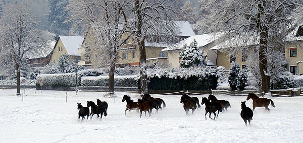 Ein Winterspaziergang am 4. Advent im Trakehner Gestt Hmelschenburg, Foto: Beate Langels