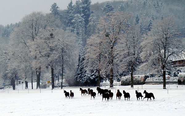 Ein Winterspaziergang am 4. Advent im Trakehner Gestt Hmelschenburg, Foto: Beate Langels