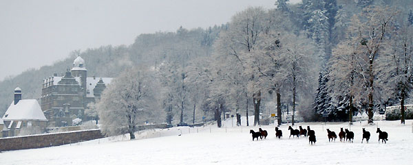 Ein Winterspaziergang am 4. Advent im Trakehner Gestt Hmelschenburg, Foto: Beate Langels