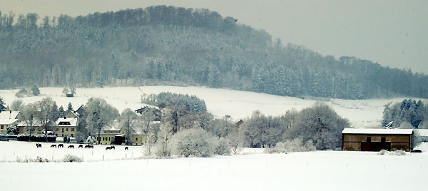 Ein Winterspaziergang am 4. Advent im Trakehner Gestt Hmelschenburg, Foto: Beate Langels