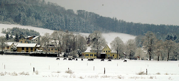 Ein Winterspaziergang am 4. Advent im Trakehner Gestt Hmelschenburg, Foto: Beate Langels