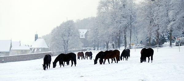 Ein Winterspaziergang am 4. Advent im Trakehner Gestt Hmelschenburg, Foto: Beate Langels