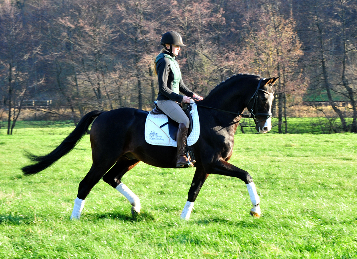 Pr mienhengst Shavalou von Freudenfest - Foto: Beate Langels - 
Trakehner Gestüt Hämelschenburg