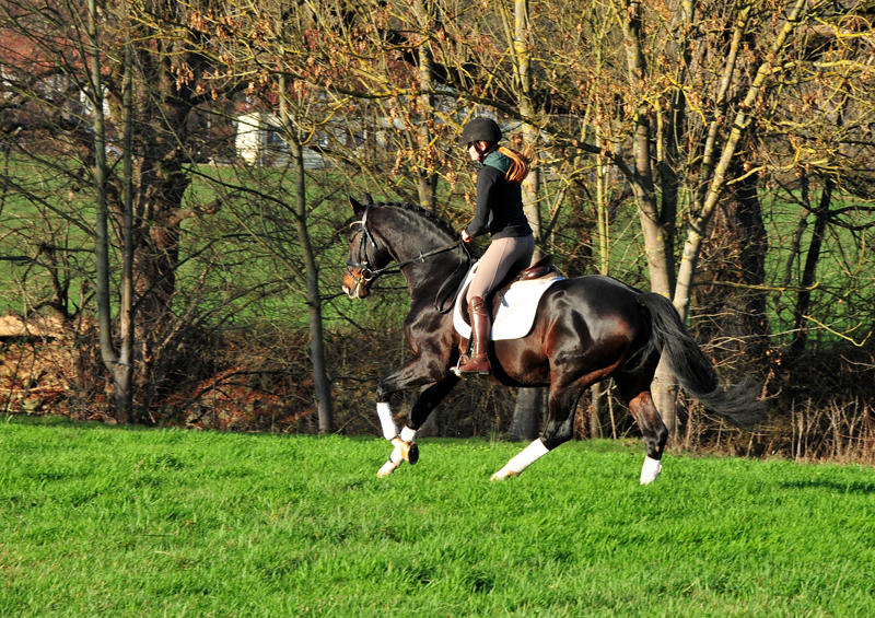 Prämienhengst Shavalou von Freudenfest - Foto: Beate Langels - 
Trakehner Gestüt Hämelschenburg