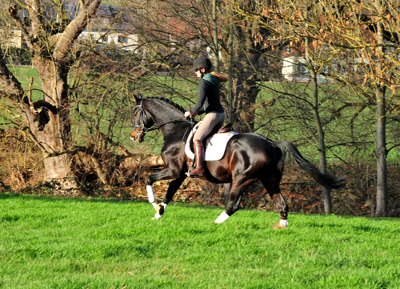 Pr mienhengst Shavalou von Freudenfest - Foto: Beate Langels - 
Trakehner Gestüt Hämelschenburg