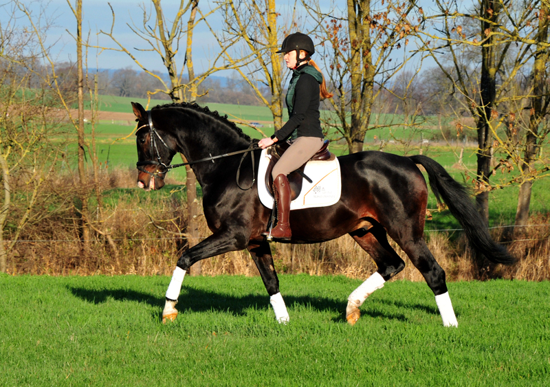 Prämienhengst Shavalou von Freudenfest - Foto: Beate Langels - 
Trakehner Gestüt Hämelschenburg
