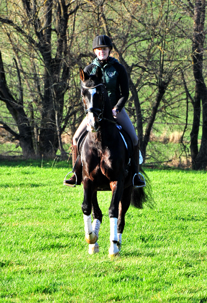 Prämienhengst Shavalou von Freudenfest - Foto: Beate Langels - 
Trakehner Gestüt Hämelschenburg