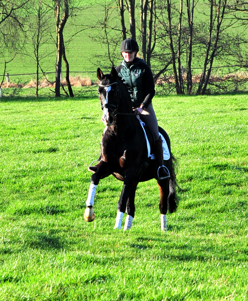 Prämienhengst Shavalou von Freudenfest - Foto: Beate Langels - 
Trakehner GGestüt Hämelschenburg